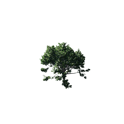TreeGen04-Hawthorn02-1263 Variant